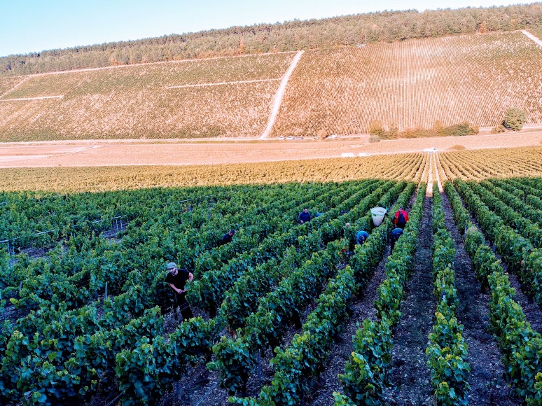 Chablis Jean Dauvissat vendanges