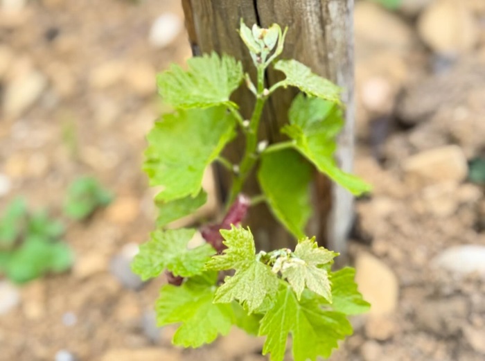 Francois villard rhone vin iDealwine pied vigne