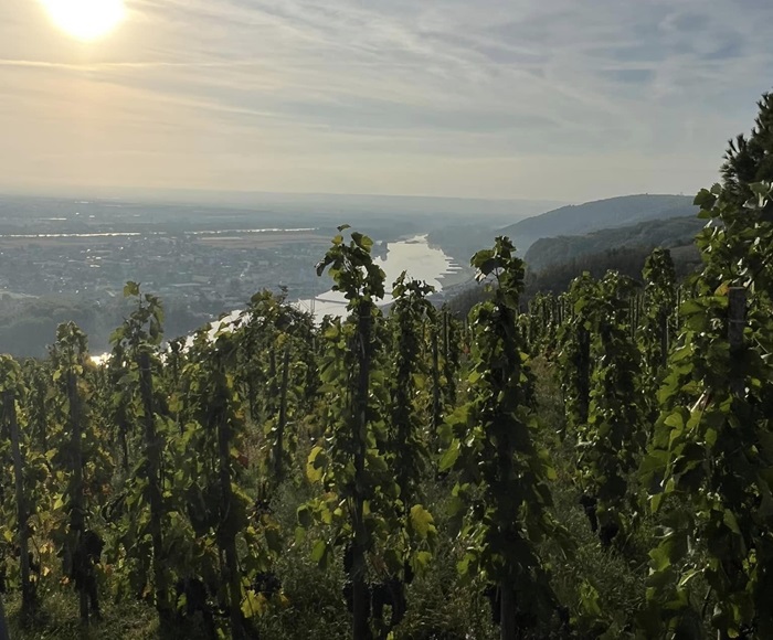 Francois villard rhone vin iDealwine vignes terrasses