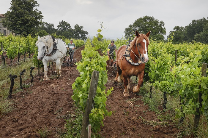 Moutons, vaches, cochons… quelle utilité dans la vigne ? cheval de trait