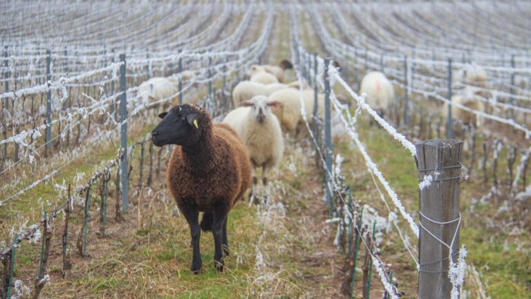 Lire la suite à propos de l’article Moutons, vaches, cochons… quelle utilité dans la vigne ?