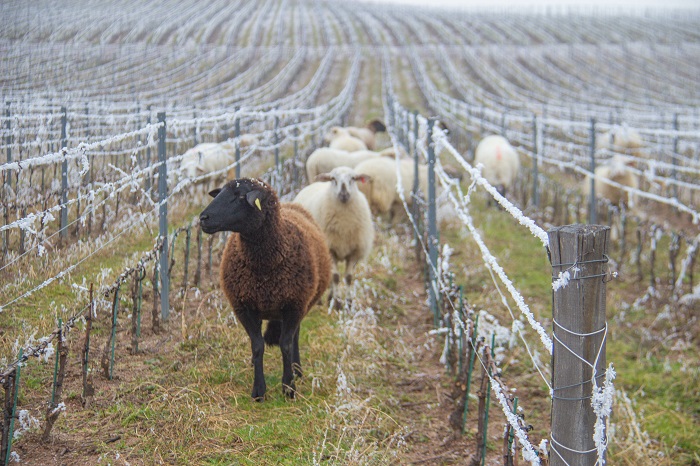 Moutons, vaches, cochons… quelle utilité dans la vigne ?