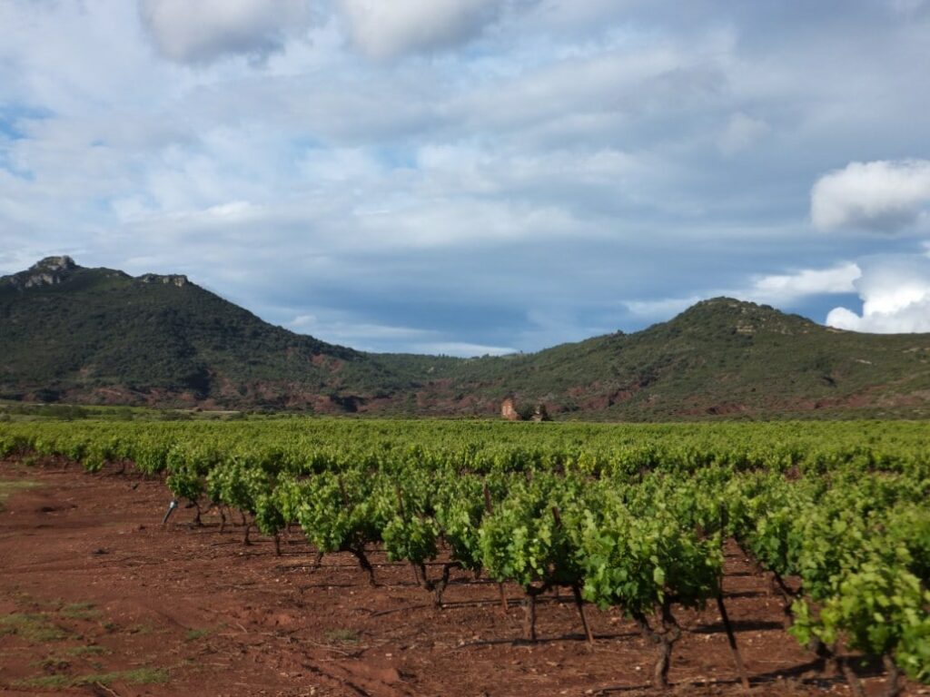 Vignoble du Languedoc - Clos Maïa