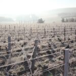 Jérôme Coessens | Exploration du terroir champenois à partir d’une seule parcelle