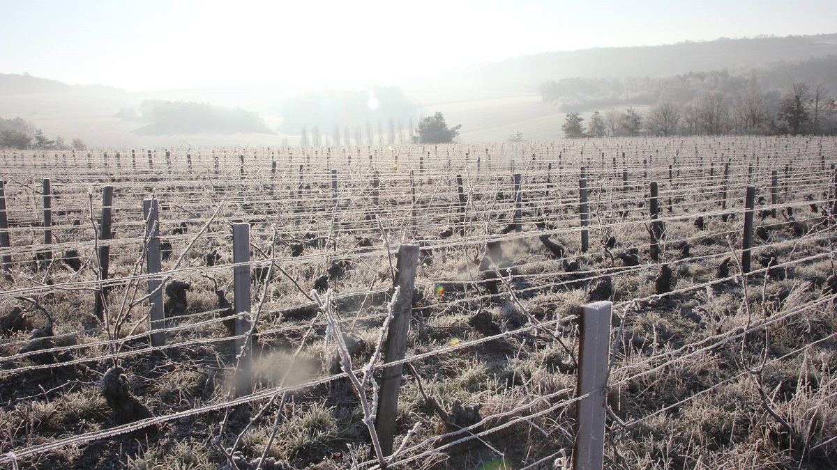 Lire la suite à propos de l’article Jérôme Coessens | Exploration du terroir champenois à partir d’une seule parcelle