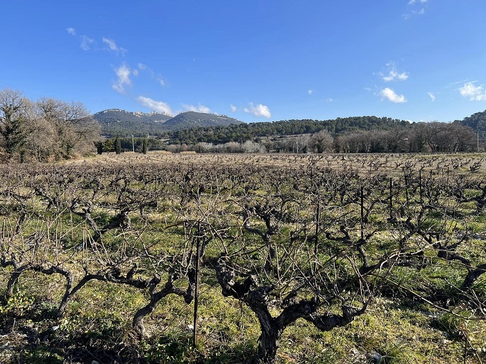 Le Sang des Cailloux Conversation iDealwine avec Frédéri Férigoule