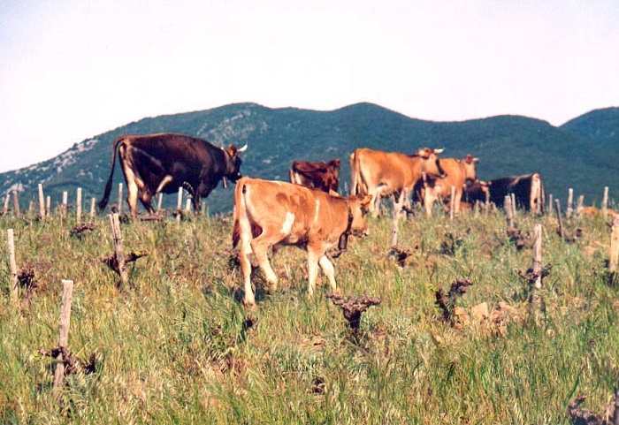 Animaux-dans-vignes-biodynamie