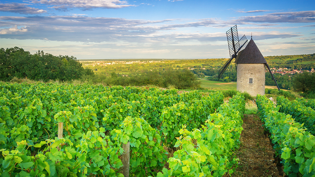 Lire la suite à propos de l’article <strong>L’AOC Beaune | La plus grande appellation de la Côte d’Or</strong>