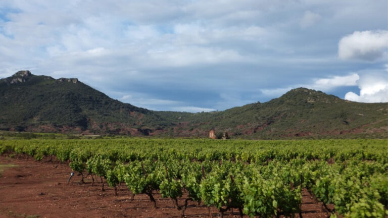 Lire la suite à propos de l’article Clos Maïa : Vigneronne passionnée et engagée, découvrez la nouvelle vague languedocienne