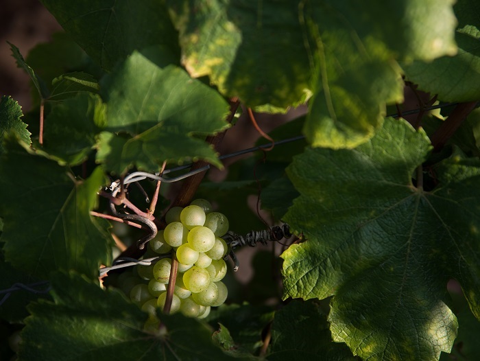 Aligoté cépage iDealwine Bourgogne