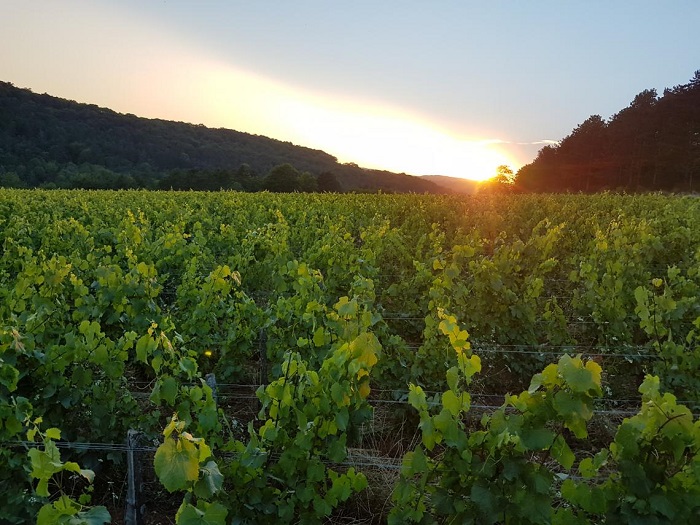 Emmanuel Giboulot vin Bourgogne pureté iDealwine