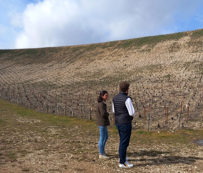 vigne Vau Ligneau chablis