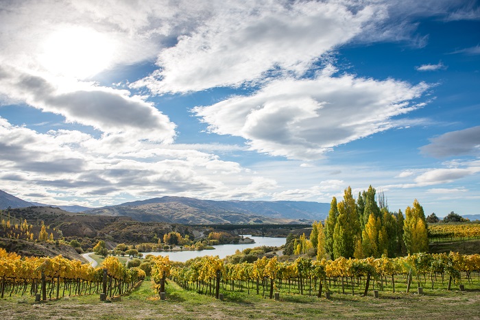 Central Otago iDealwine vin Felton Road pinot noir