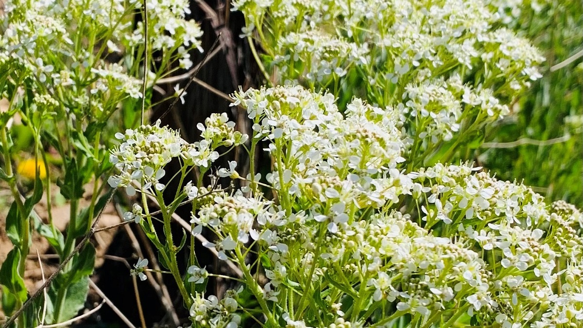 Lire la suite à propos de l’article Viticulture durable : à quoi servent les tisanes biodynamiques ?