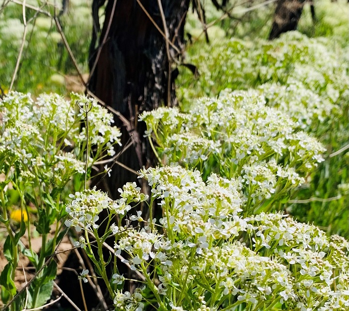 Viticulture durable à quoi servent les tisanes biodynamiques ? iDealwine
