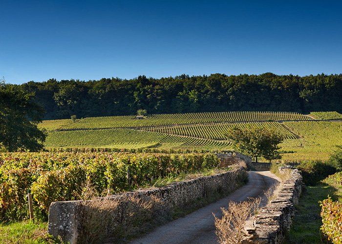 Maison Louis Latour Bourgogne vin iDealwine Vignes Louis Latour Bourgogne