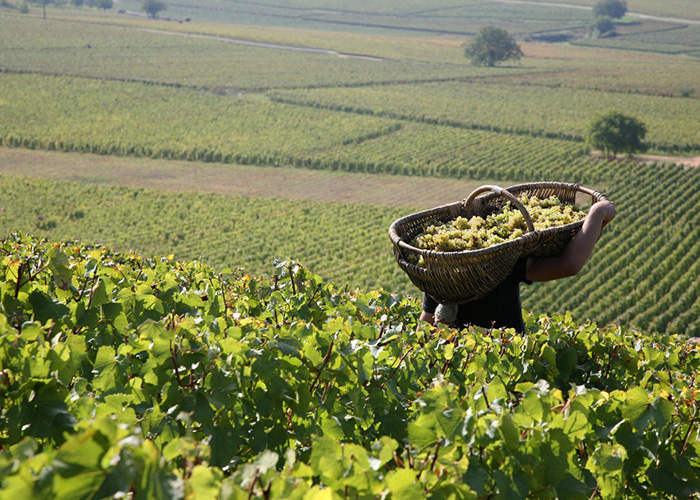 Maison Louis Latour Bourgogne vin iDealwine vendanges Vendanges Louis Latour