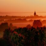 Le cabernet franc | Des rives de la Loire aux vignobles du nouveau monde