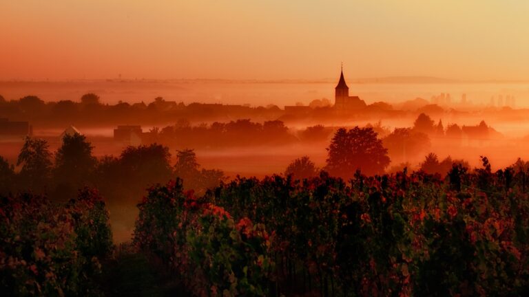 Lire la suite à propos de l’article Le cabernet franc | Des rives de la Loire aux vignobles du nouveau monde