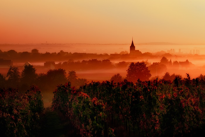 Cabernet-franc Loire