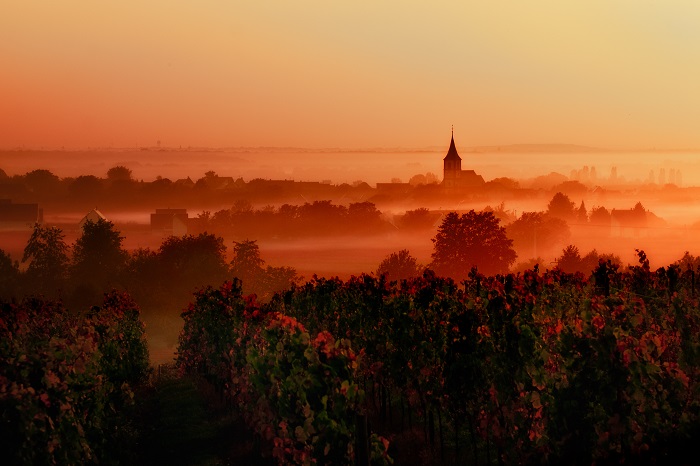 Cabernet-franc Loire 