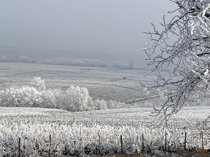 Clos de la Roilette iDealwine vin Beaujolais Fleurie