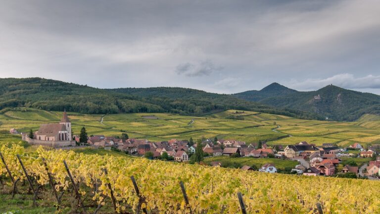 Lire la suite à propos de l’article Complantation dans les vignes : l’harmonie des cépages