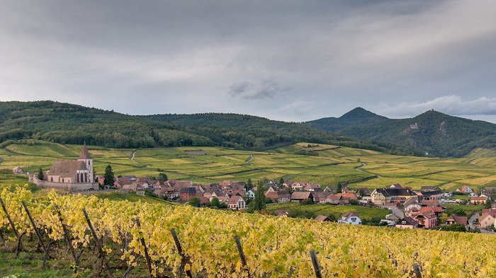 Complantation cépages vignes