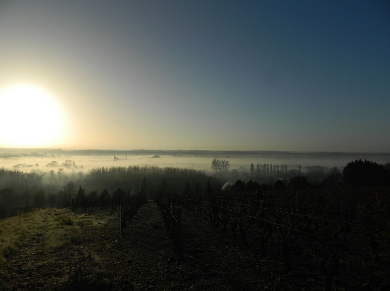 Loire précision des vins Bonnigal-Bordet iDealwine