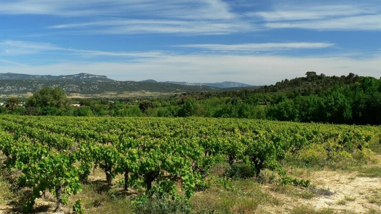 Lire la suite à propos de l’article Languedoc-Roussillon : nos nouveaux domaines partenaires