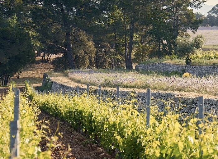 Domaines Ott iDealwine rosé