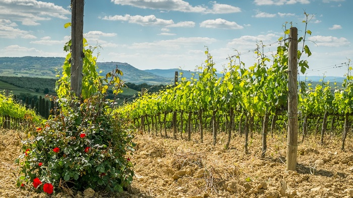 Rosiers dans les vignes