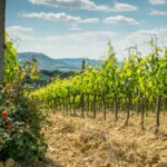 Pourquoi plante-t-on des rosiers devant les rangs de vignes ?