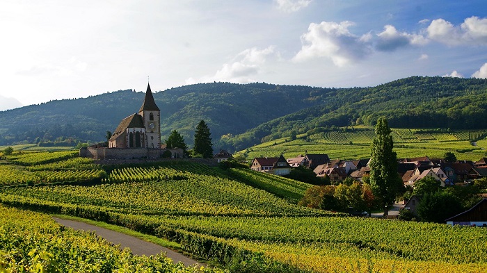 Vendanges | Nos vignerons ont besoin de vous iDealwine Alsace