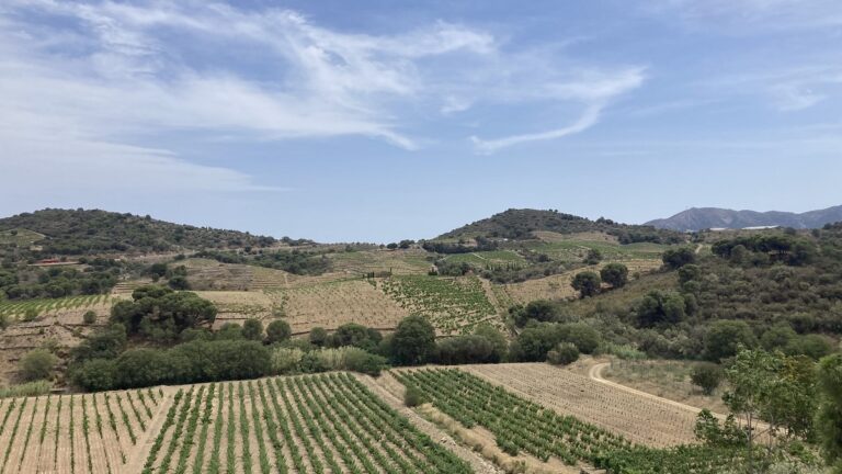 Lire la suite à propos de l’article Vendanges | Nos vignerons ont besoin de vous