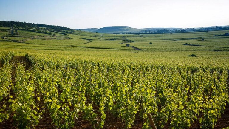 Lire la suite à propos de l’article Chanson | Négoce bourguignon depuis 1750