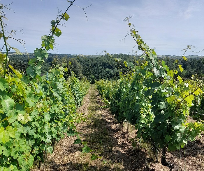 Domaine Laureau vignes Loire