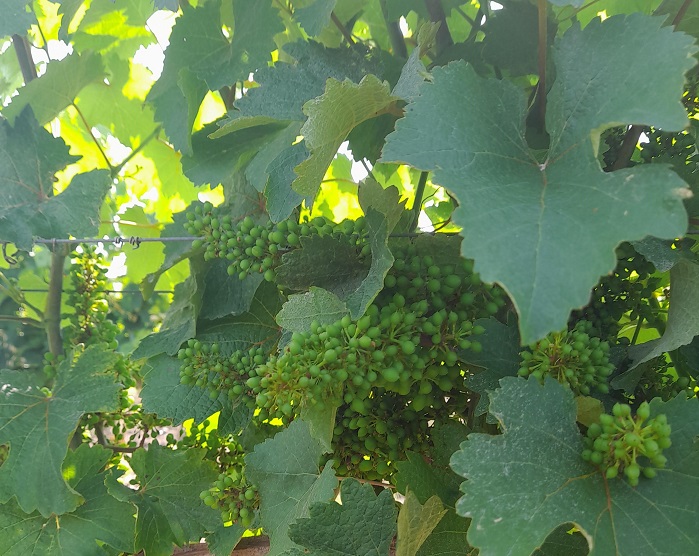 vignes domaine Laureau savennières