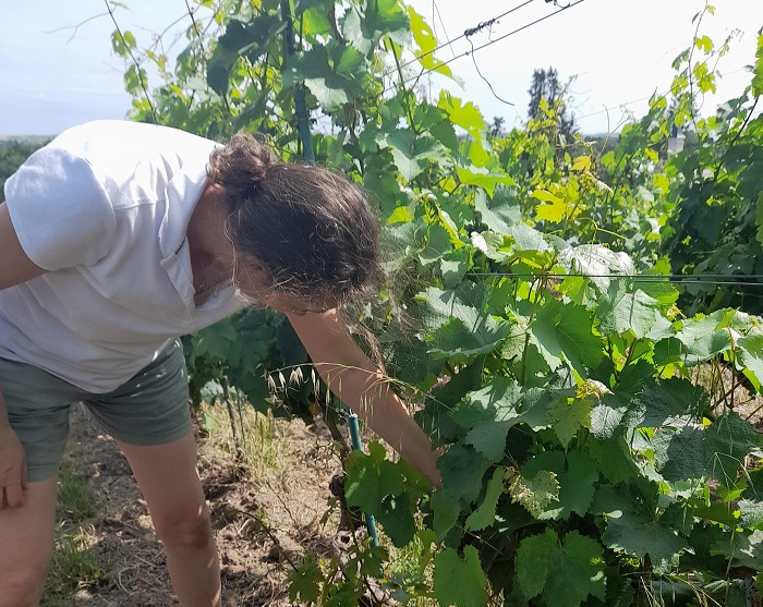Florence Laureau vignes Loire