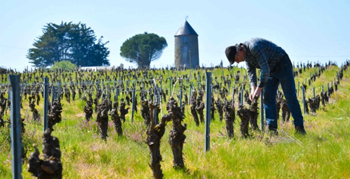 Fay d'homme iDealwine Vincent Caillé Muscadet 