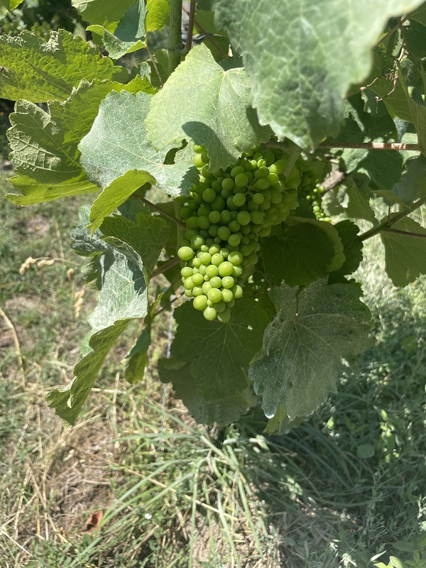 Une journée dans les vignes : l'équipe iDealwine sur les bords de Loire raisins