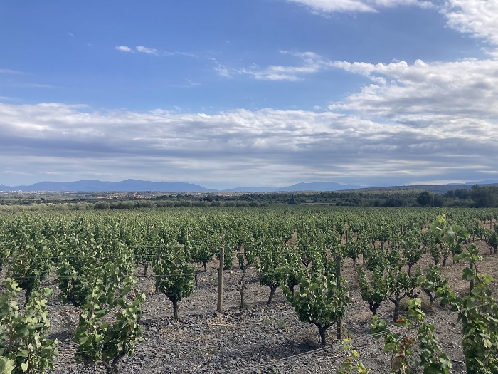 Domaine Gardiés vignes