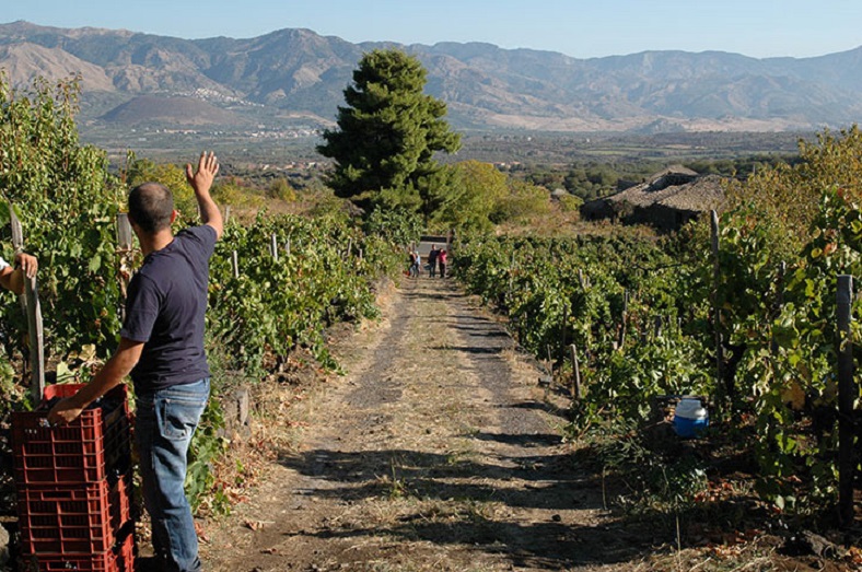 Tenuta Delle Terre Nere vin Sicile Bourgogne iDealwine 1