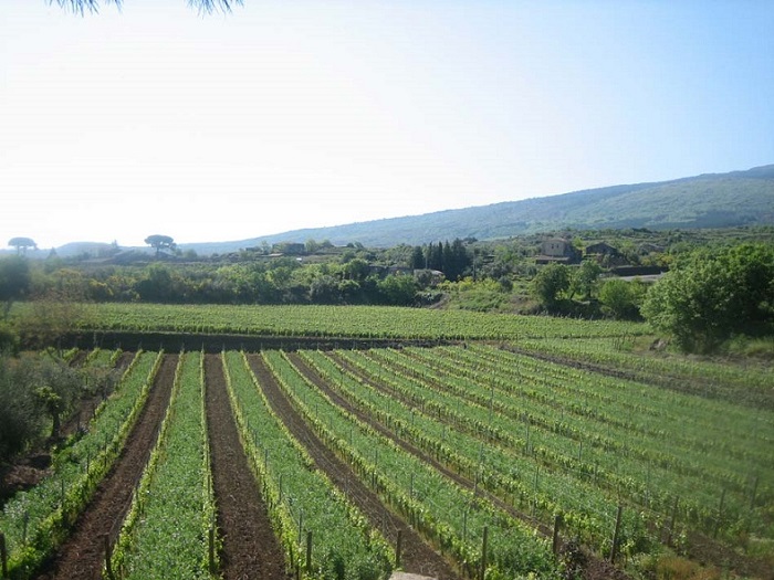 Tenuta Delle Terre Nere vin Sicile Bourgogne iDealwine 2