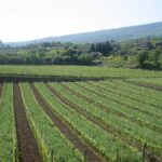 Tenuta delle Terre Nere | Des climats à la bourguignonne en Sicile ?