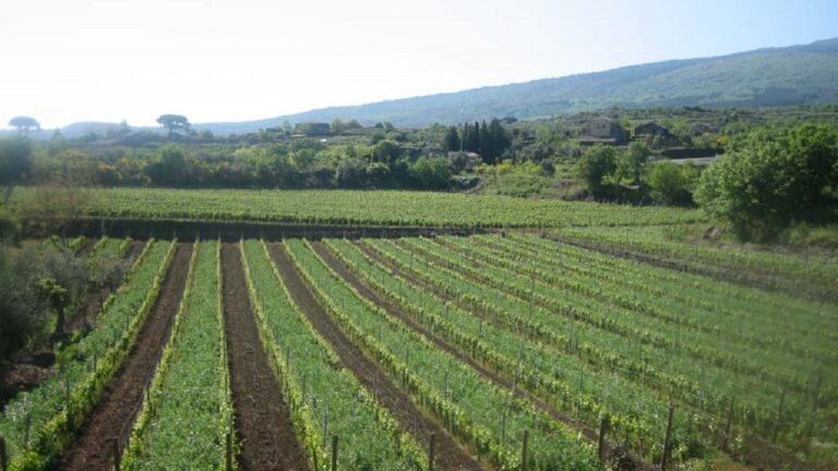 Lire la suite à propos de l’article Tenuta delle Terre Nere | Des climats à la bourguignonne en Sicile ?