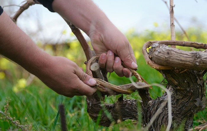 Vassaltis iDealwine assyrtiko taille panier vins grecs Santorin