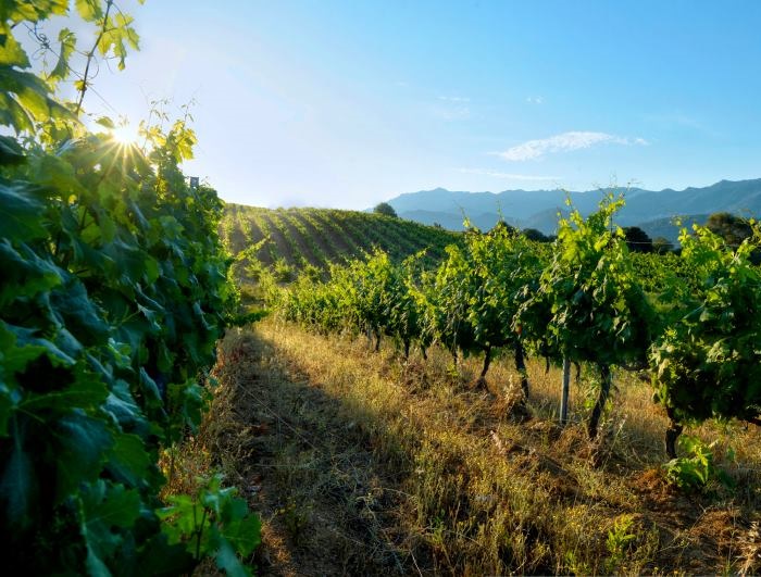 vigne Corse