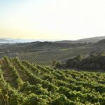 Le guide des grands vins de Corse