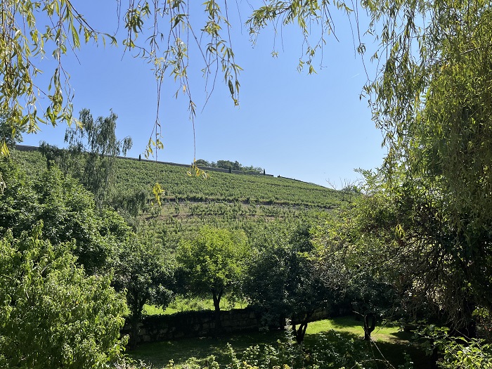 Une journée dans les vignes : l'équipe iDealwine sur les bords de Loire vignes